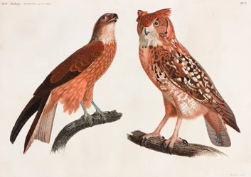 Dos ilustraciones en color de aves