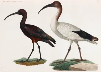 Dos ilustraciones en color de aves