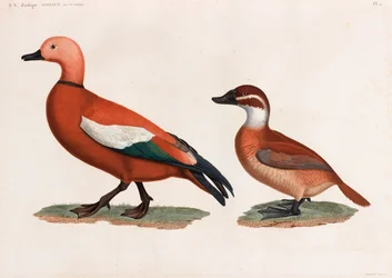Dos ilustraciones a color de patos
