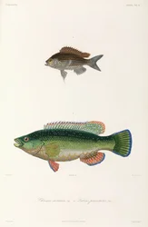 Dos tipos de peces, mar Negro