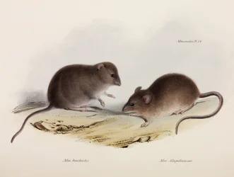 Dos tipos de ratón, América del Sur, c. 1832-1836