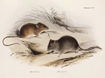 Dos tipos de ratón, América del Sur, c. 1832-1836