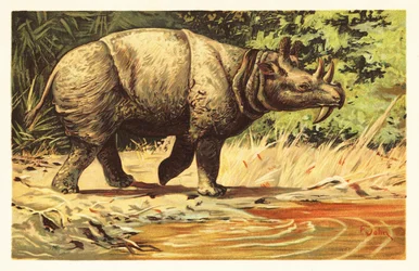 Uintatherium anceps, mamífero herbívoro extinto del Eoceno.1908 (litografía)