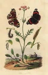 Valeriana, Valeriana officinalis 1, pavo real, Aglais io 2, y almirante rojo, Vanessa atalanta 3