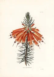 Variete de bruyere - Litografía de George Cooke, para la revista británica Conrad Loddiges Botanical Cabinet (1738-1826)