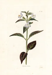 Variete de mimule - Litografía de George Cooke, para la revista británica Conrad Loddiges (1738-1826)