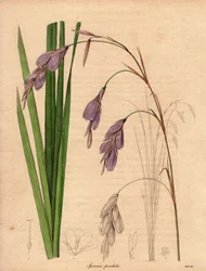 Variedad de iris (Sparaxis pendula), llamada flor Arlequín, originaria de Sudáfrica, con flores colgantes de color lila.Ilustración de R. Mills (en activo 1836-1842), en The Botanist, serie de Benjamin Maund en cinco volúmenes, publicada entre 1836 y 1842.