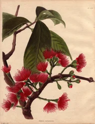Variedad de la manzana de agua o manzana rosa, con flores carmesí (Eugenia malaccensis). Planta tropical de origen malayo. La especie aquí representada no se limita únicamente al Detroit de Malaca (Malasia), sino que se da en toda la India y en la mayoría 