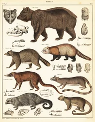 Variedades de osos, 1841 (litografía)