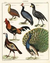 Variedades de aves. ,1841 (litografía)