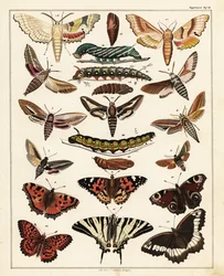Variedades de mariposas, polillas, etc., 1841 (litografía)