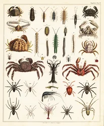 Variedades de cangrejos y arañas.,1841 (litografía)