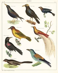 Variedades de aves exóticas. ,1841 (litografía)