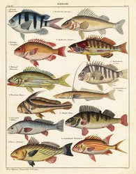 Variedades de peces, 1841 (litografía)