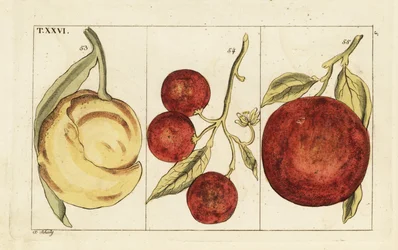 Variedades de naranjas.