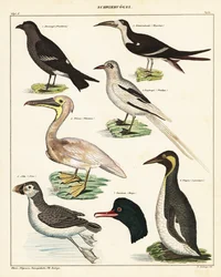 Variedades de aves marinas. ,1841 (litografía)