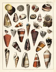 Variedades de conchas, moluscos.,1841 (litografía)