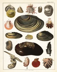 Variedades de conchas, moluscos.,1841 (litografía)