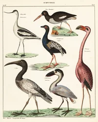 Variedades de aves zancudas. ,1841 (litografía)