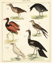 Variedad de aves acuáticas. ,1841 (litografía)