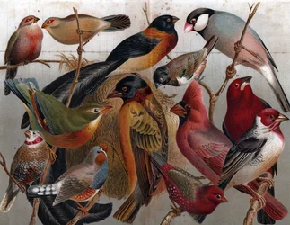 Varias aves, c.1900 (grabado)