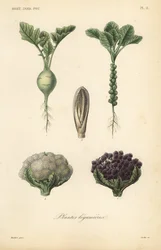 Vegetales, Plantes legumieres