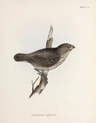 Pinzón vegetariano, Islas Galápagos, c. 1832-1836