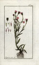 Vergerette acre (Erigeron acris). Litografía de "Picture of Artseny-Gewassen" de Johannes Zorn (1739-1799), Países Bajos.