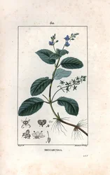 Veronique des ruisseaux ou cress de cheval ou salad de chouette - Grabado de Lambert fils, a partir de un dibujo de Pierre Jean Francois Turpin (1775-1840), extraído de La flore medicale, de Chaumeton, Poiret et Chamberet, París 1830 - Brooklime o lanza eu