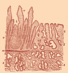 Sección vertical de la mucosa