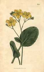 Villardie - Villarsia ovata (Menyanthes ovata). Grabado botánico coloreado a mano de la revista Curtis