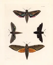 Polilla esfinge de la vid, Eummorpha vitis 1, esfinge lúgubre, Enyo lugubris 2, esfinge tersa, Xylophanes tersa 3, y esfinge estriada, Proambulyx strigilis 4. Litografía coloreada a mano de la nueva edición de John O. Westwood de "Illustrations of Exotic E