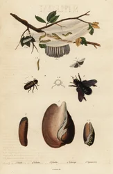 Voluta, escarabajo, abeja carpintera y polilla.