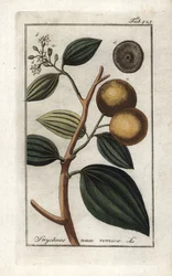 Vomiker (Strychnis nux-vomica). Litografía de "Afbeelding der Artseny-Gewassen" de Johannes Zorn (1739-1799), Países Bajos.