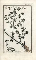 Vulvar (Chenopodium vulvaria). Litografía de "Picture of the Artseny-Gewassen" de Johannes Zorn (1739-1799), Países Bajos.
