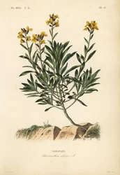 Alhelí, Erysimum cheiri, Cheiranthus cheiri, Giroflée