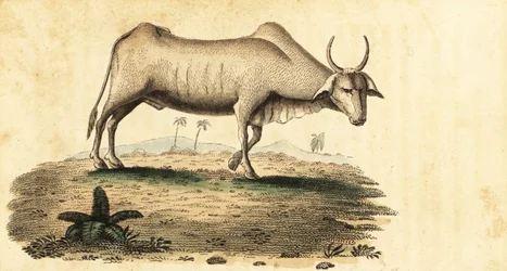 Búfalo de agua, Bubalus bubalus.,1800 (grabado)