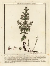 Germander de agua, Teucrium scordium.