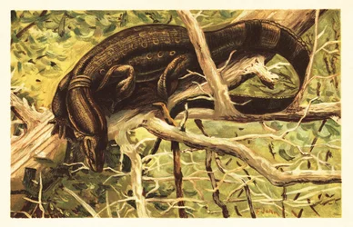 Lagarto monitor de agua, Varanus salvator. 1908 (litografía)