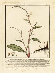Pimienta de agua, Persicaria hydropiper.