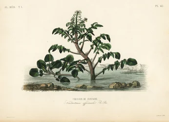 Berro o berro amarillo, Nasturtium officinale, Berro de fuente