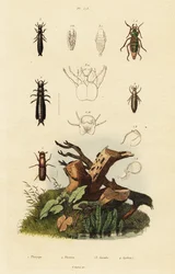 Gorgojos y escarabajos de tierra.