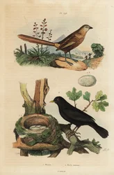 Ratona occidental, Amytornis textilis 1 y mirlo común con nido y huevos, Turdus merula 2