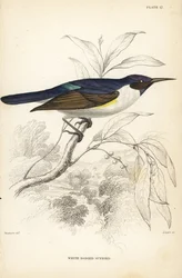 Pájaro luna, Anthreptes longuemarei (Pájaro luna de cuerpo blanco, Anthreptes leucosoma). Grabado en acero coloreado a mano por William Lizars según William Swainson de la Naturalist