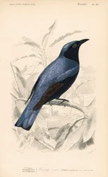 Drongo de vientre blanco, Dicrurus caerulescens. Grabado coloreado a mano por Fournier a partir de una ilustración de Edouard Travies del Dictionnaire Universelle d