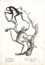 Mono araña de vientre blanco, Ateles belzebuth (en peligro), y muriqui del norte, Brachyteles hypoxanthus (Ateles hypoxanthus), en peligro crítico. Litografía de Karl Joseph Brodtmann de la Historia natural ilustrada de los animales de Heinrich Rudolf Schi