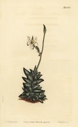 Anacampseros de flores blancas, Anacampseros arachnoides