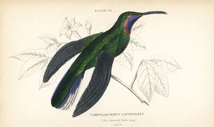 Colibrí ala de sable de cola blanca, Campylopterus ensipennis (colibrí ala de sable de garganta azul, Trochilus latipennis). Grabado en acero coloreado a mano por William Lizars, de «Naturalist