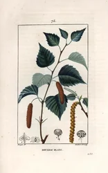 Abedul blanco o abedul verrugoso - Grabado de Lambert fils, según un dibujo de Pierre Jean Francois Turpin (1775-1840), de La flore medicale, de Chaumeton, Poiret et Chamberet, París 1830 - Abedul plateado, Betula pendula, con hoja, catkin y semilla - Eng