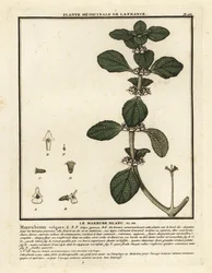 Marrubio blanco, Marrubium vulgare.